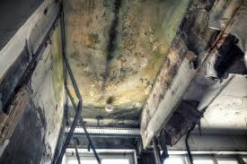 Best Comprehensive Air Testing for Mold Contaminants  in USA